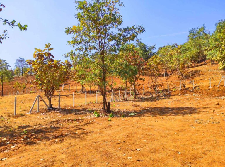 GAVAND-FARM-phase-4-2